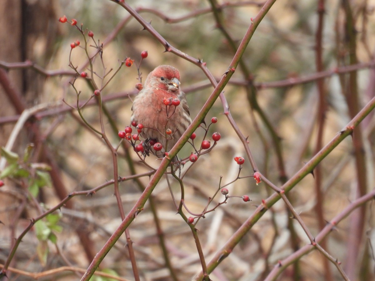 House Finch - ML646794673
