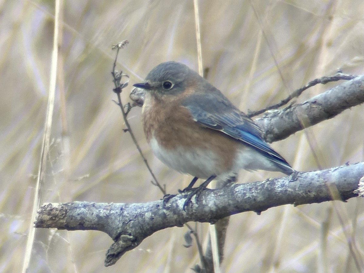 Azulejo Oriental - ML646794676