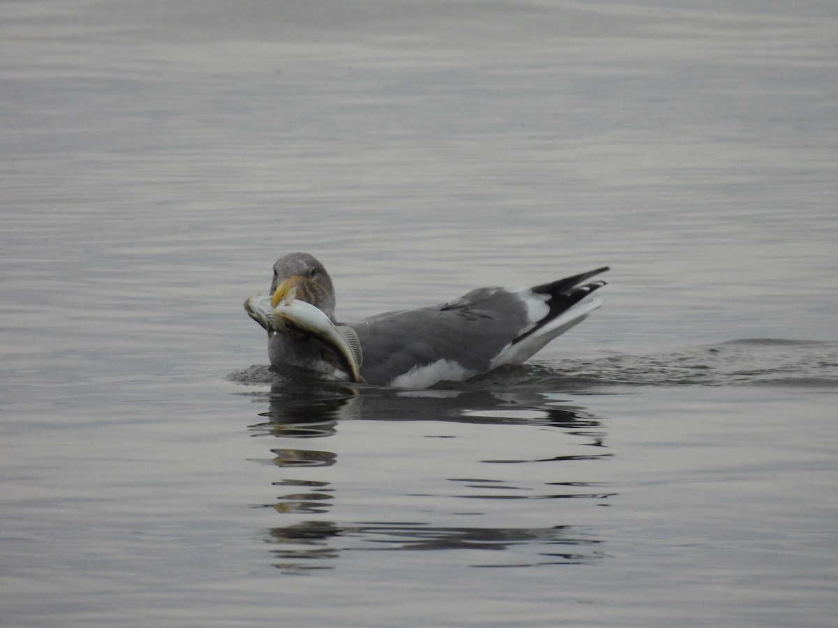 アイスランドカモメ（亜種 カナダカモメ） - ML646794677