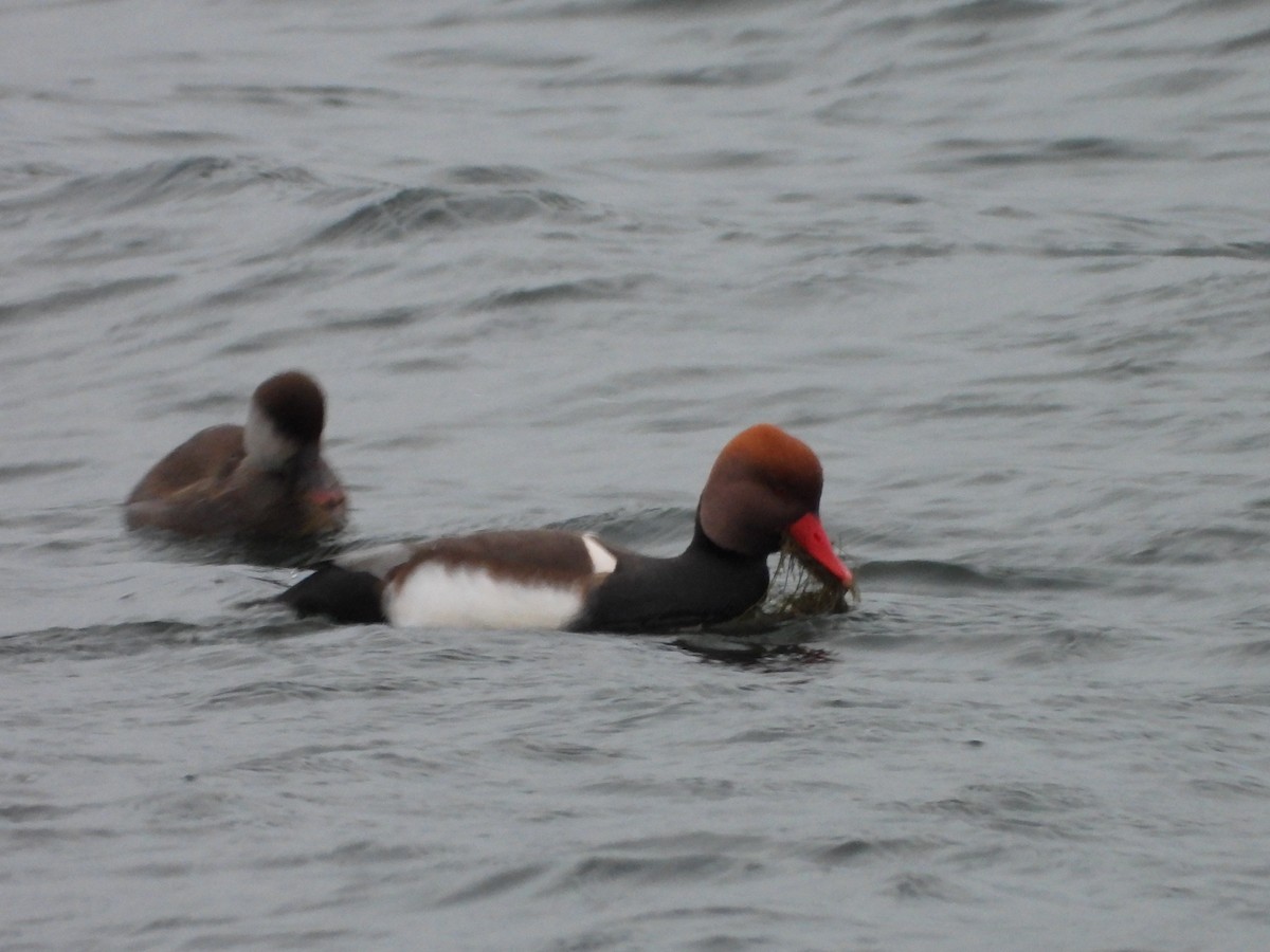 rødhodeand - ML646794678