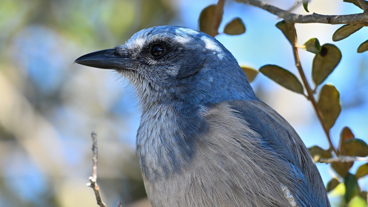 フロリダカケス - ML646794680