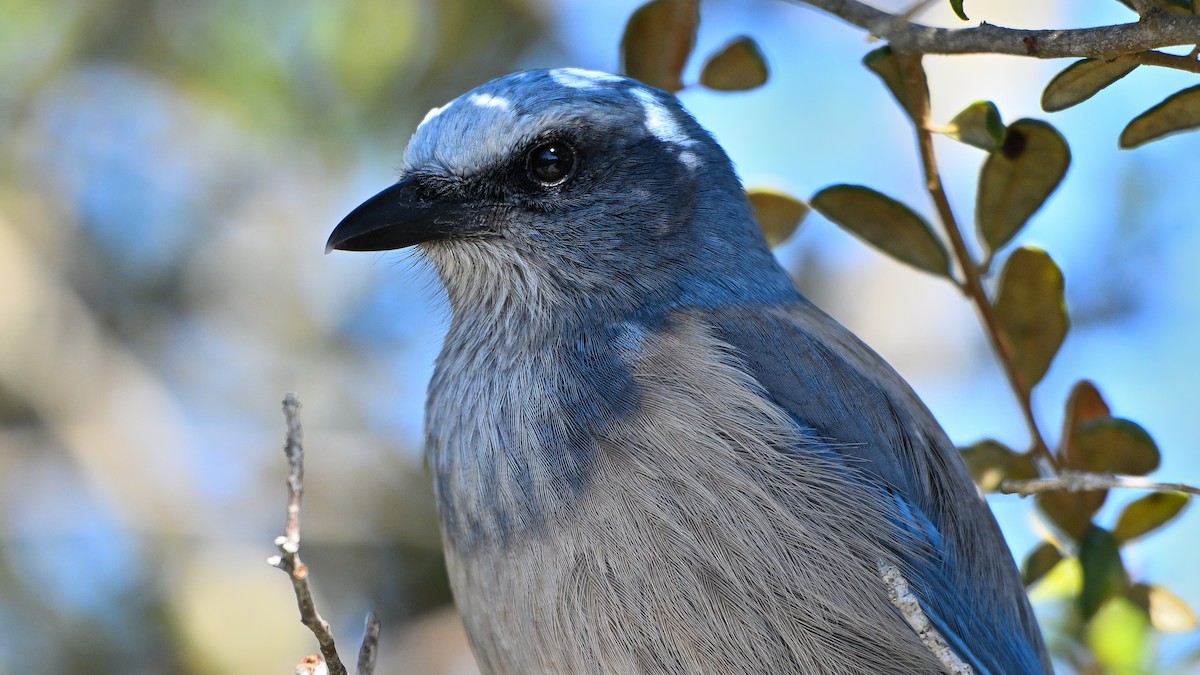 フロリダカケス - ML646794684