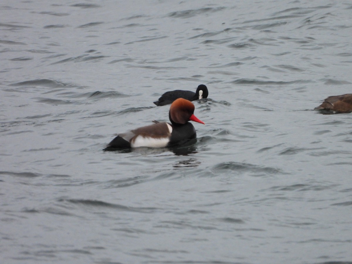 rødhodeand - ML646794686