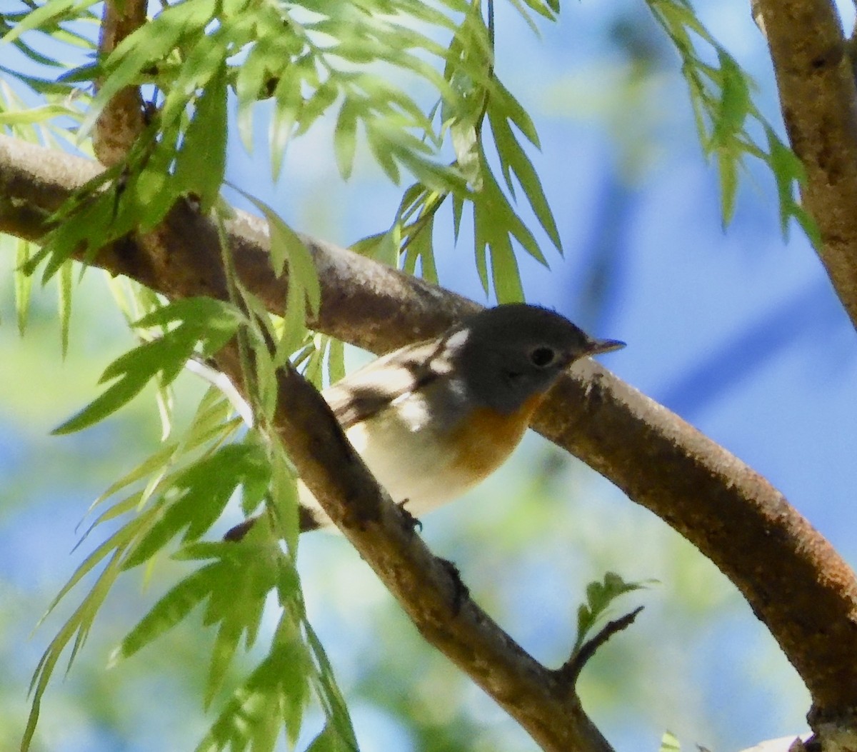 Red-breasted Flycatcher - ML646794690