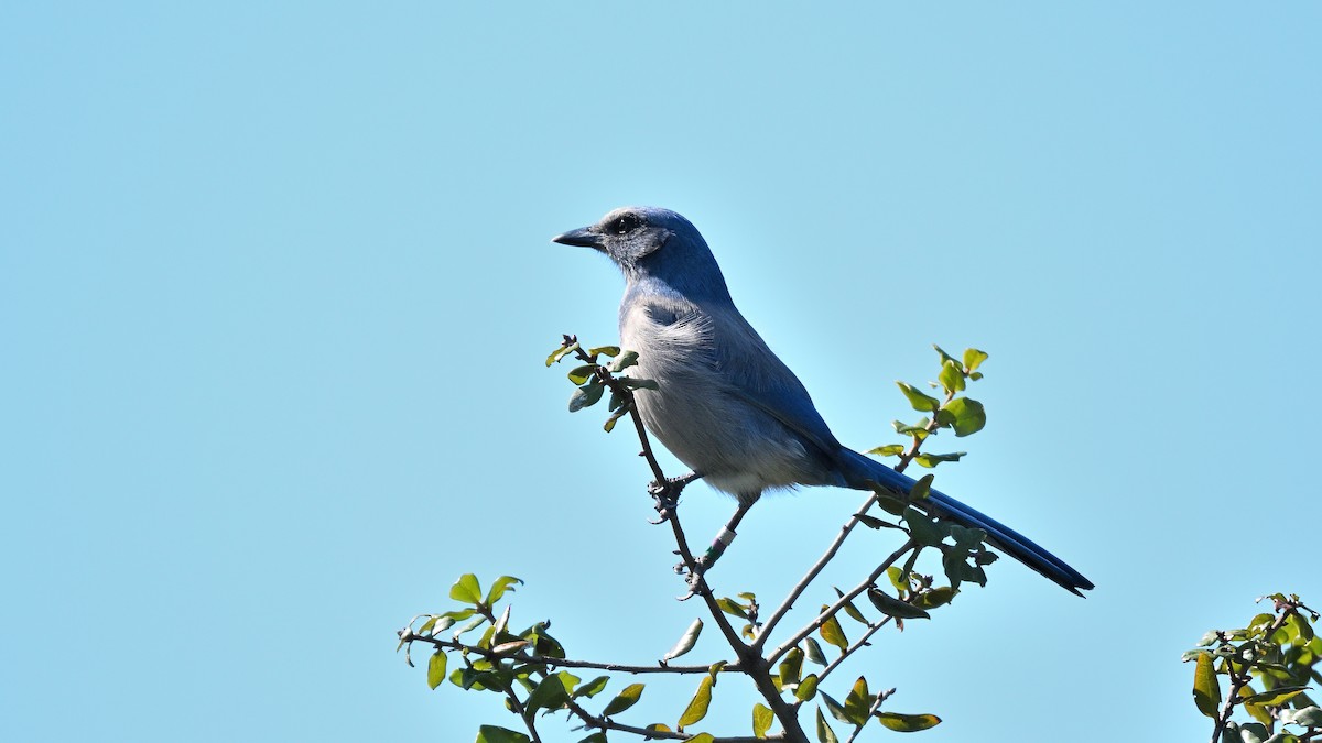 フロリダカケス - ML646794691