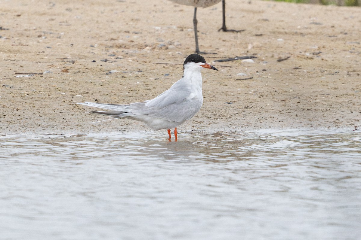 Forster's Tern - ML646794695