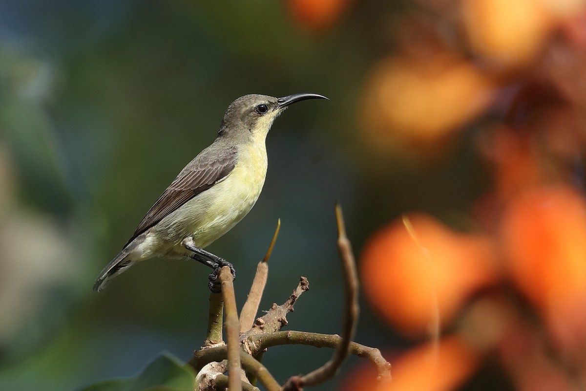 Purple Sunbird - ML646794696