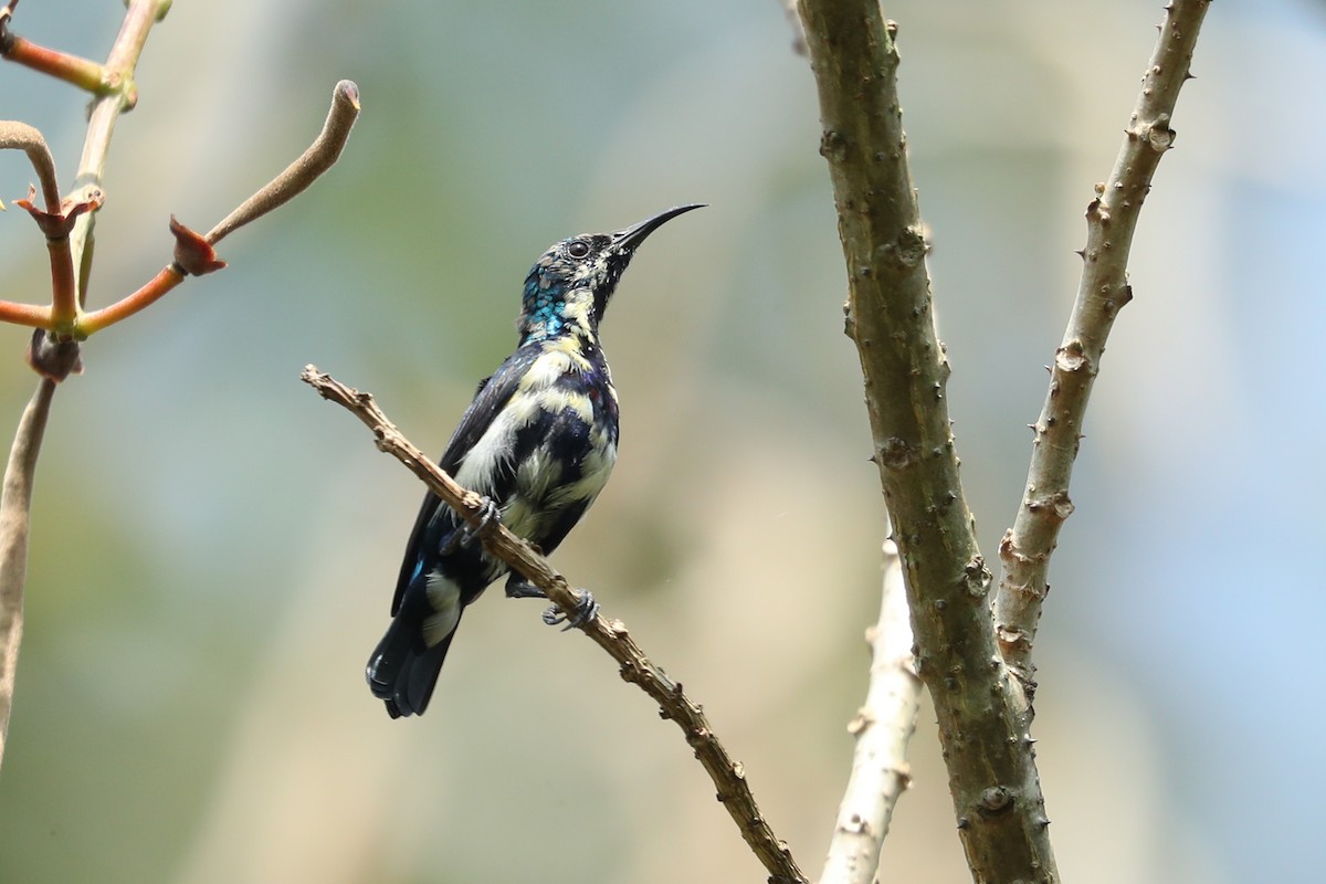 Purple Sunbird - ML646794697