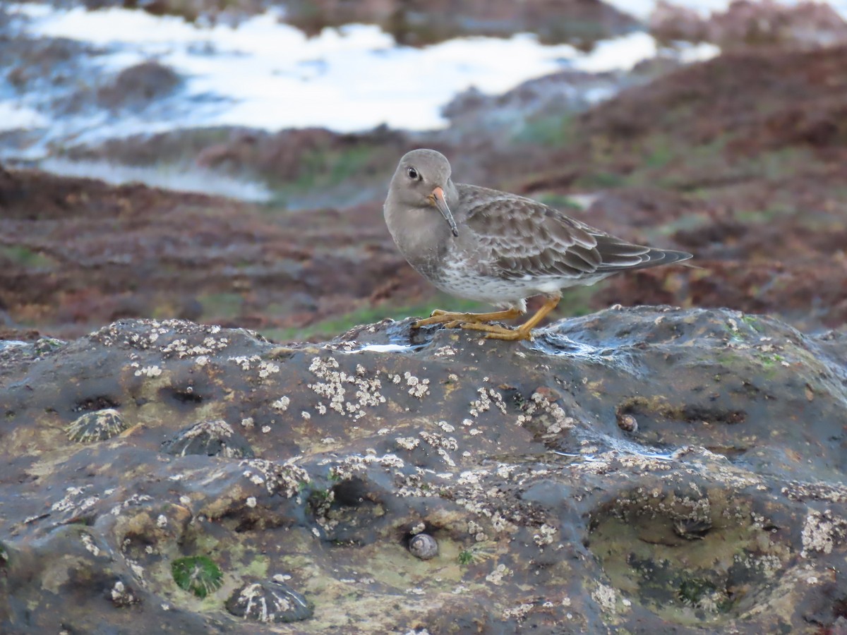 fjæreplytt - ML646794700