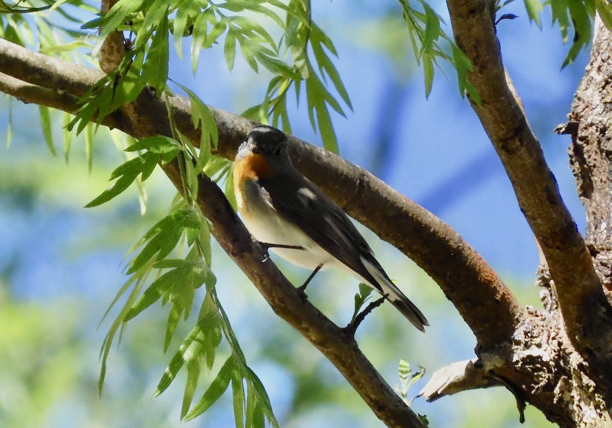 Red-breasted Flycatcher - ML646794702