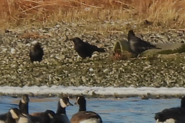 Purpurgrackel - ML646794705