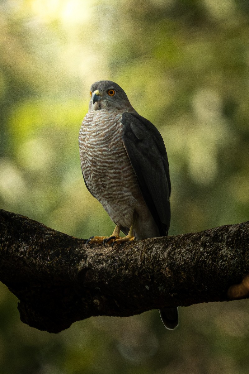 Shikra - ML646794710