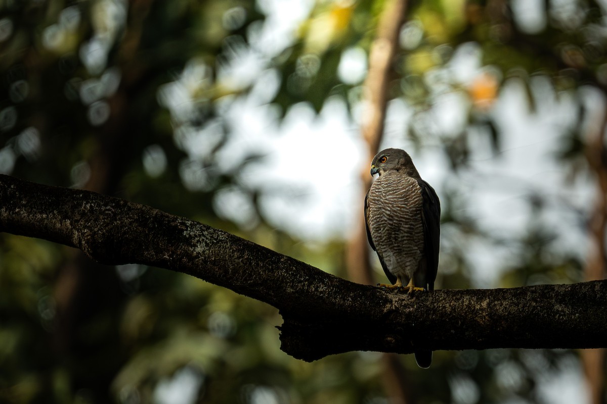 Shikra - ML646794711