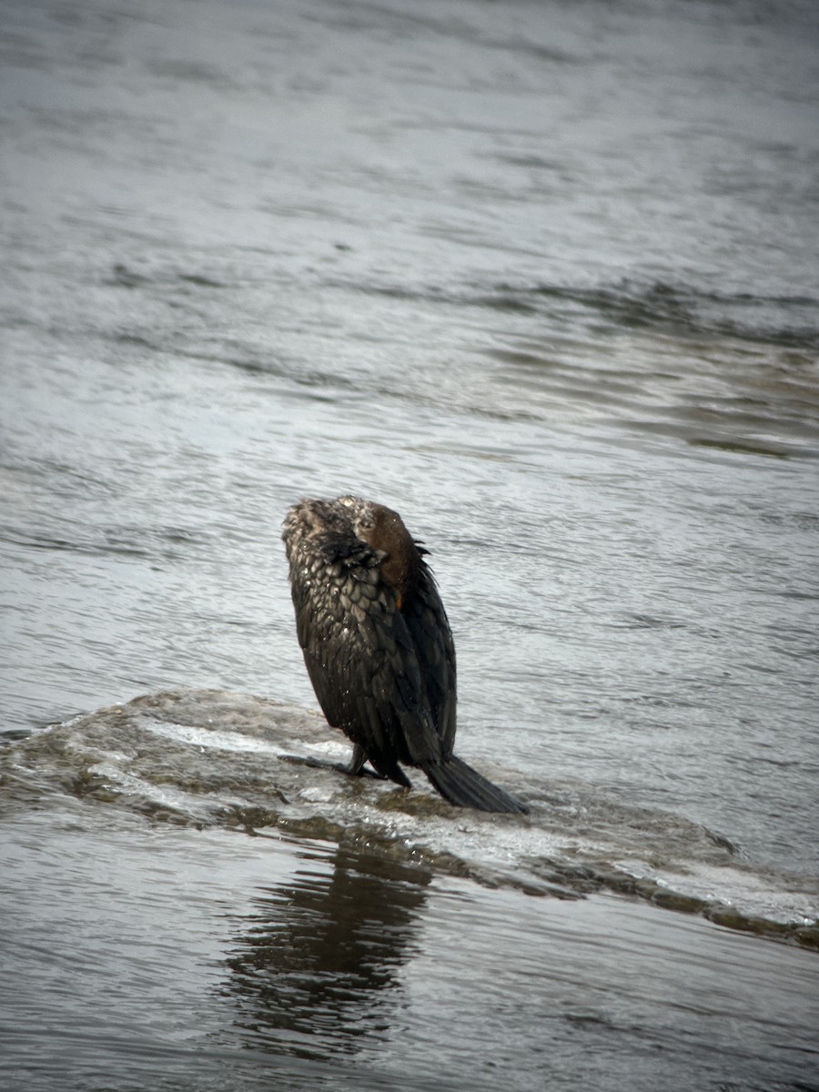 Cormoran à aigrettes - ML646794712