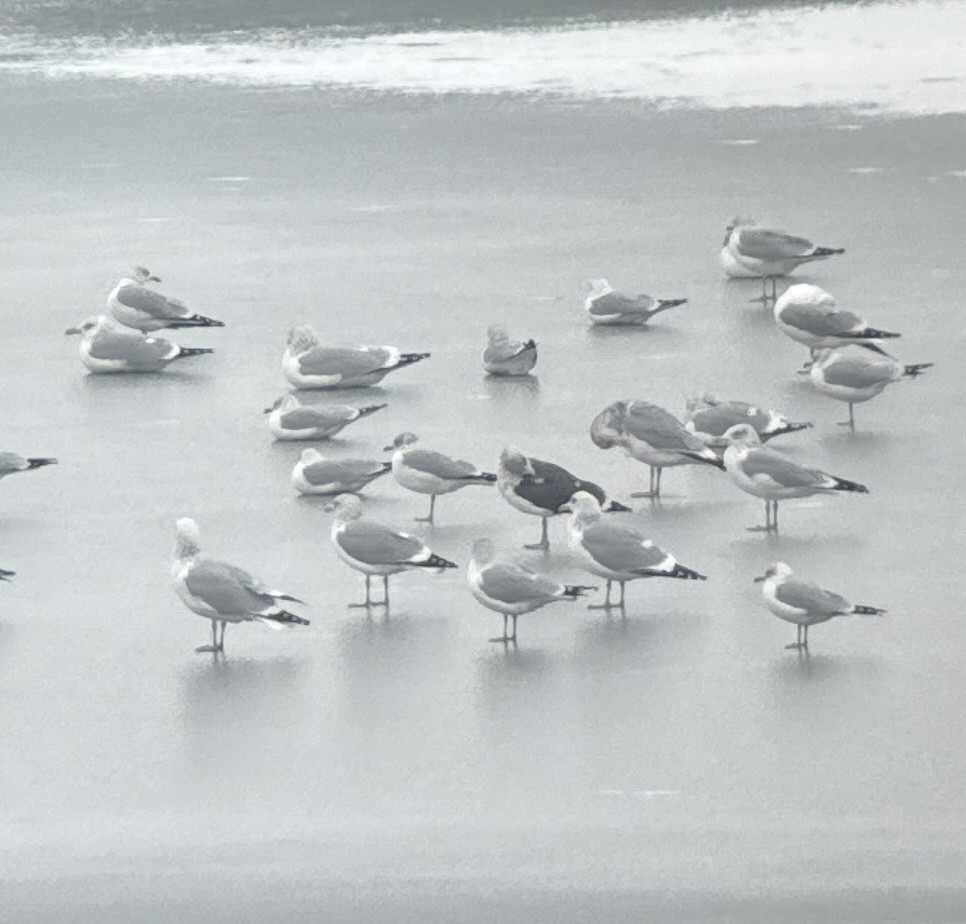 Goéland brun - ML646794715