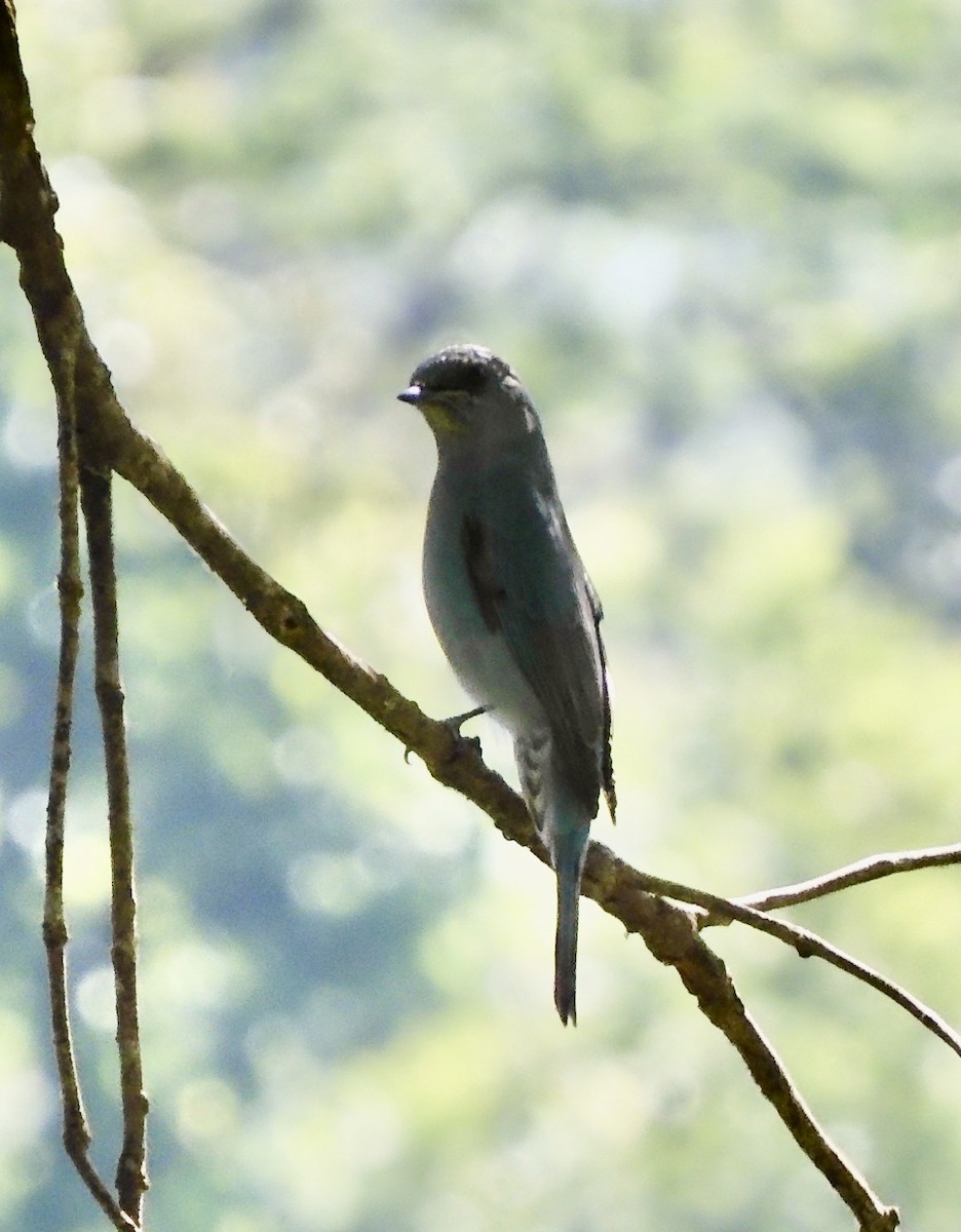 Verditer Flycatcher - ML646794716