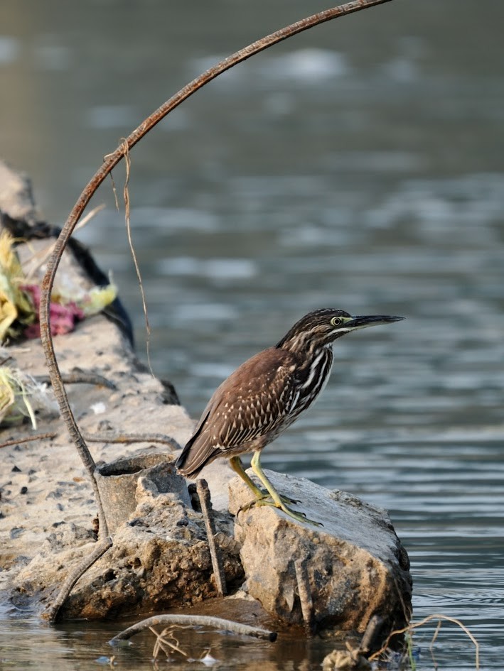 Crabier de Gray - ML646794718