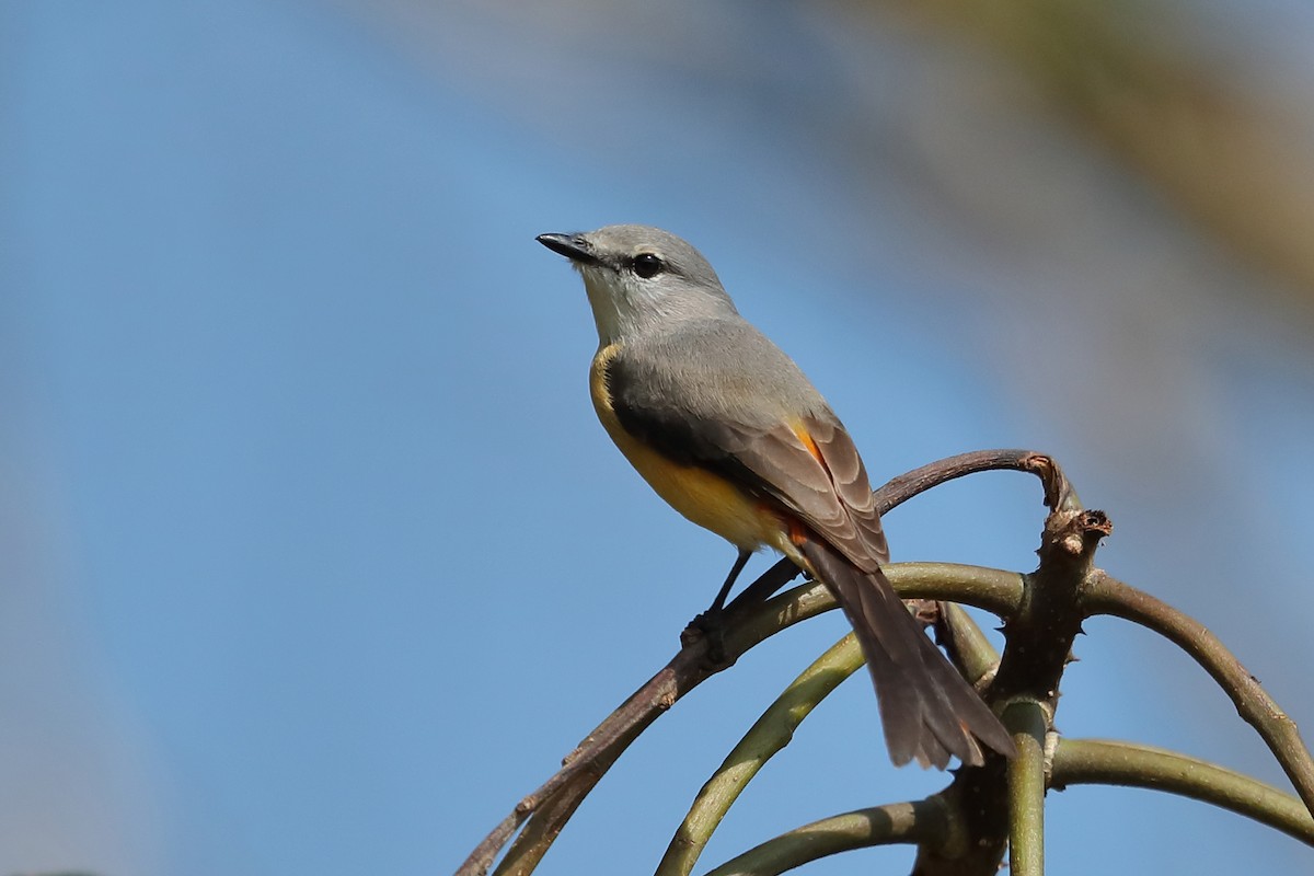 Small Minivet - ML646794719