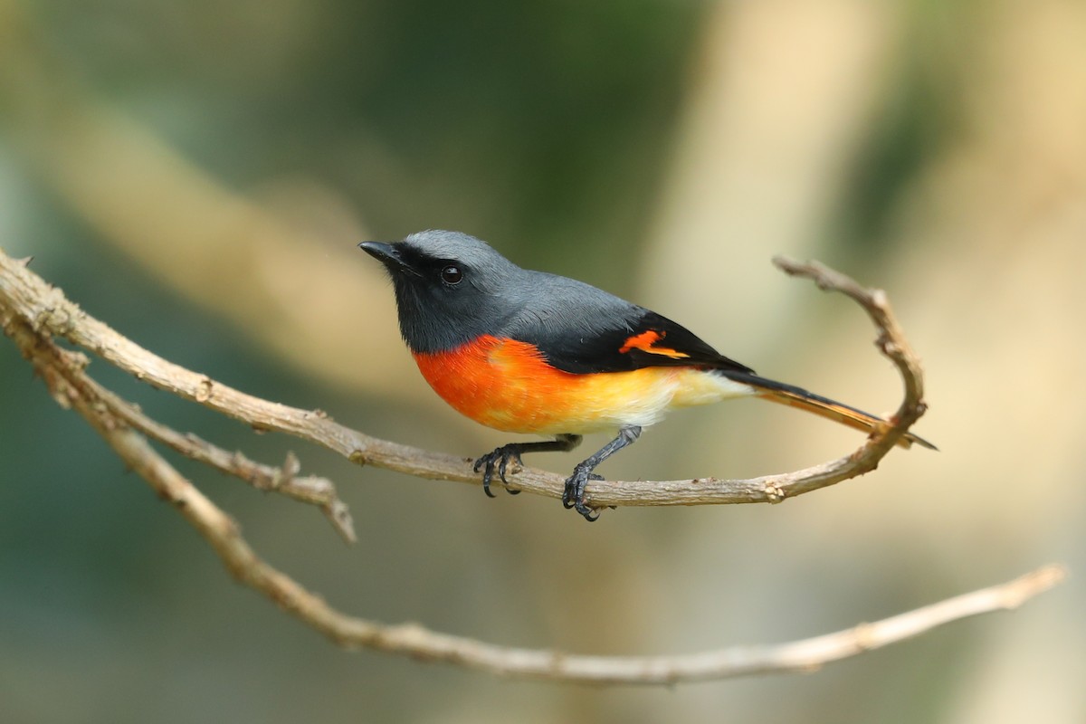 Small Minivet - ML646794720