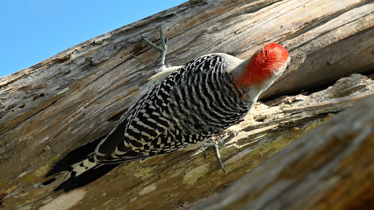 Гіла каролінська - ML646794722