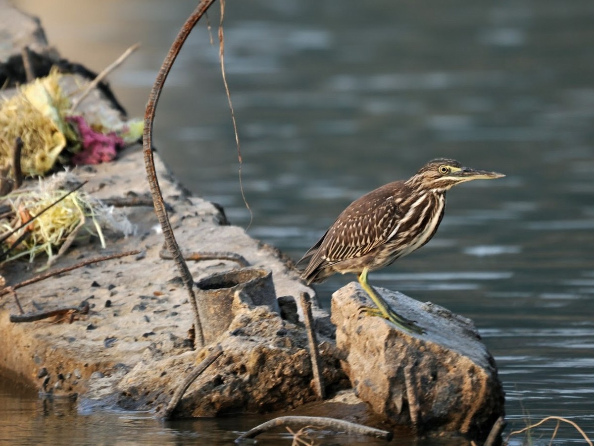 Crabier de Gray - ML646794723