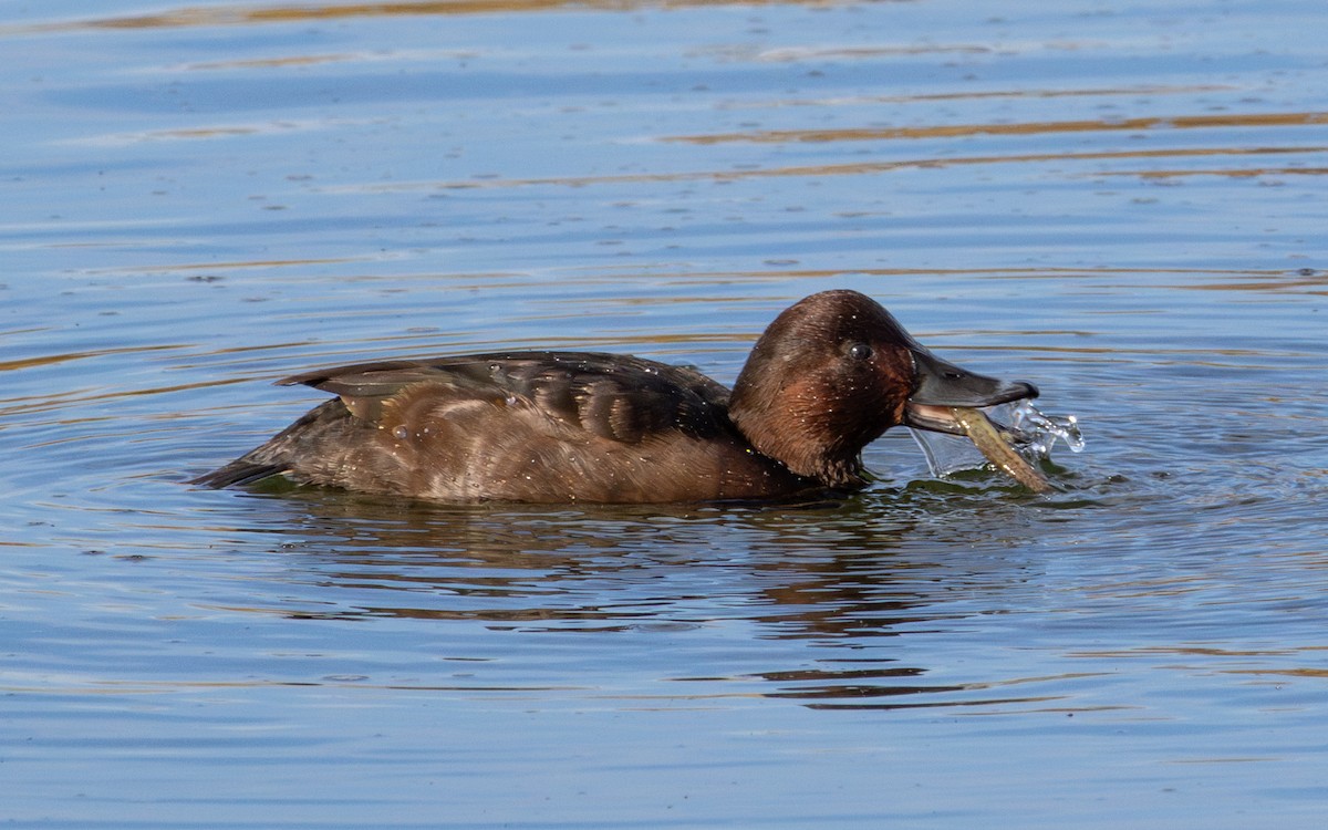 メジロガモ - ML646794724