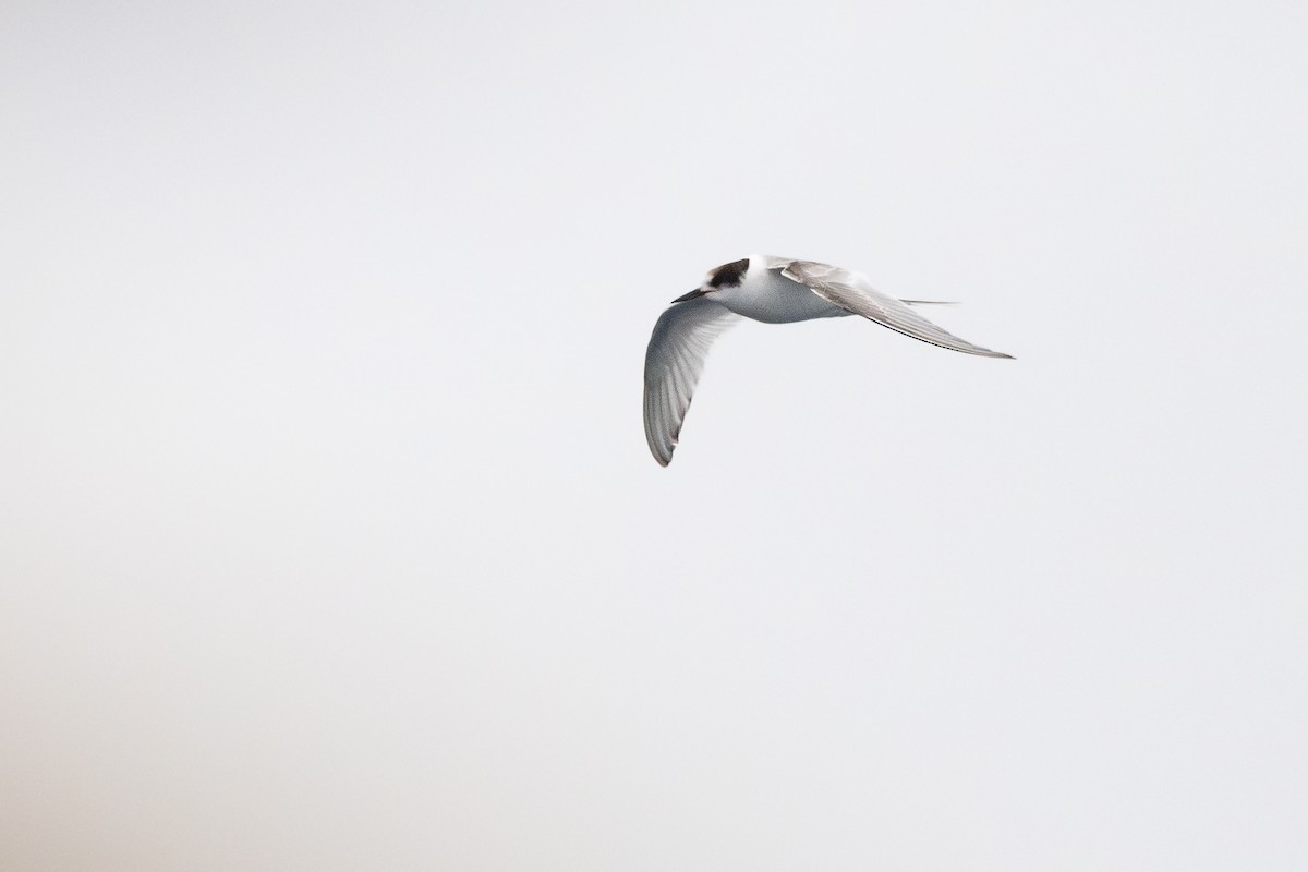 キョクアジサシ - ML646794725