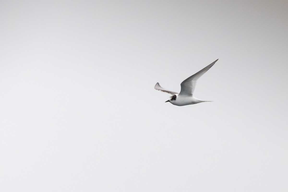 キョクアジサシ - ML646794727