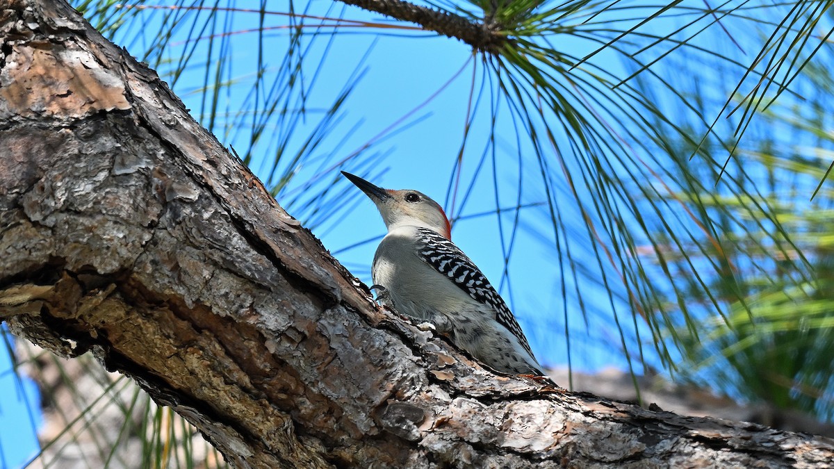 Гіла каролінська - ML646794730