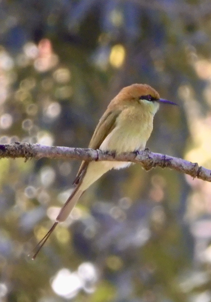 Asian Green Bee-eater - ML646794734