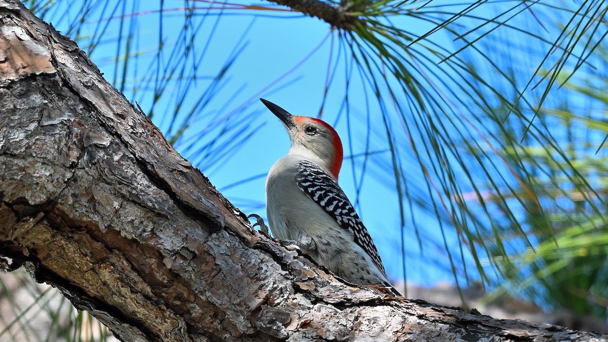 Гіла каролінська - ML646794735