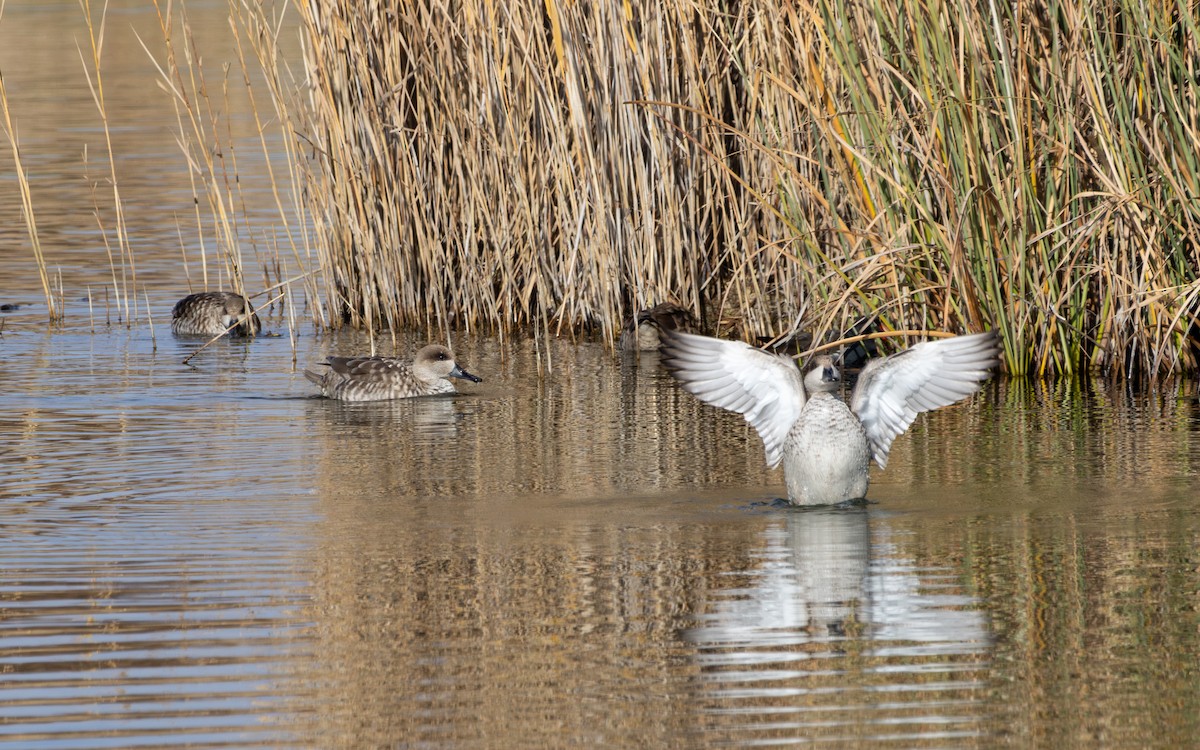 ウスユキガモ - ML646794736