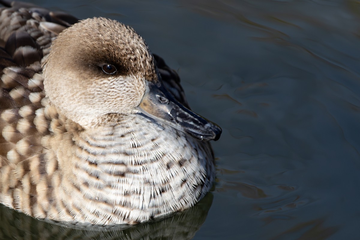 ウスユキガモ - ML646794737