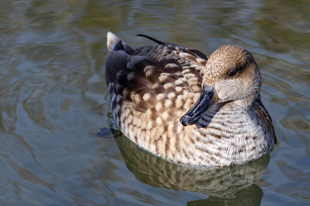 ウスユキガモ - ML646794738