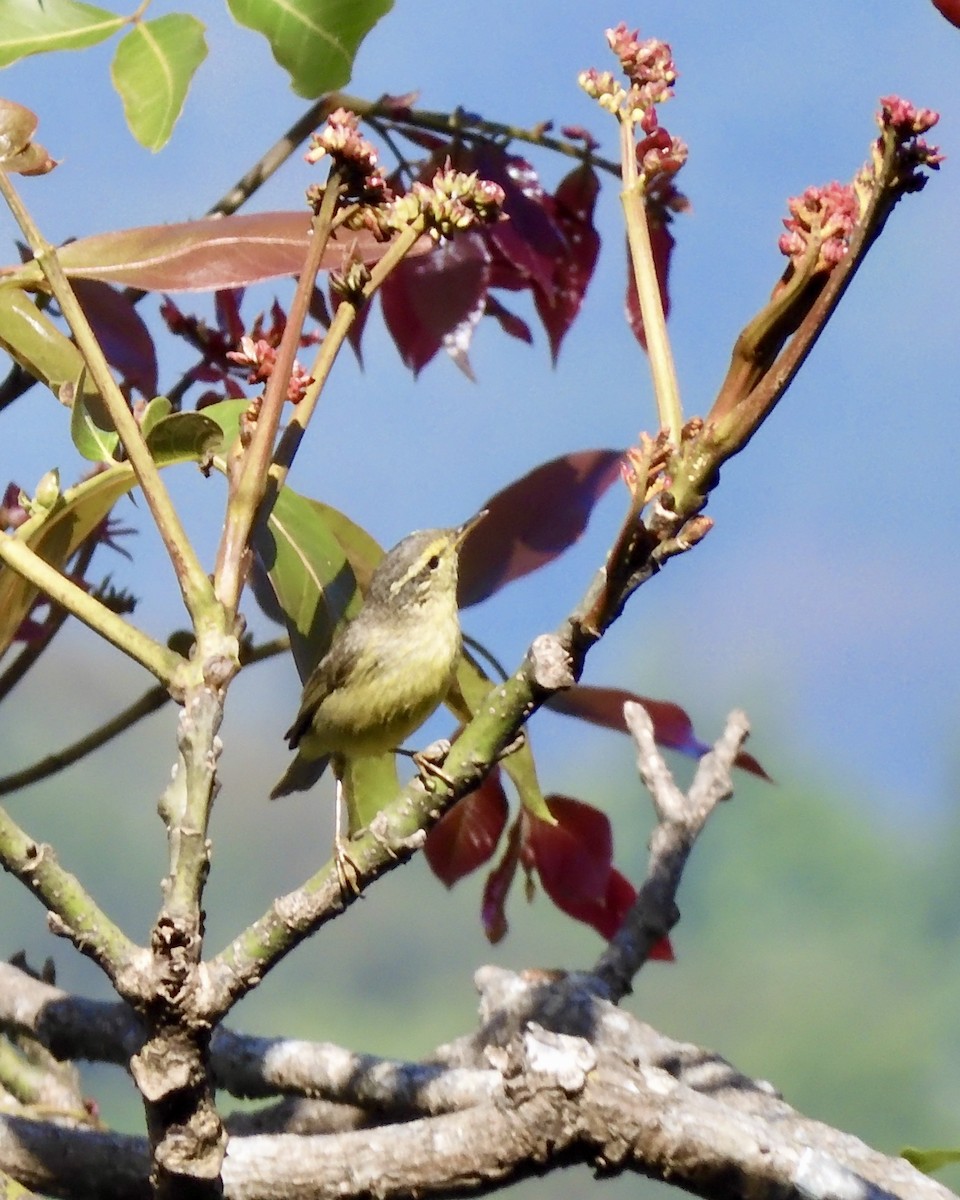 Tickell's Leaf Warbler - ML646794745