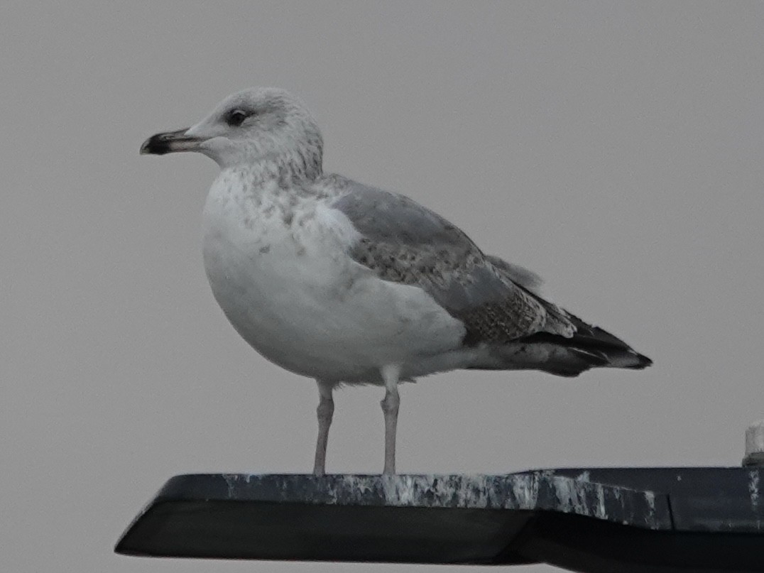 鷗亞科 - ML646794747