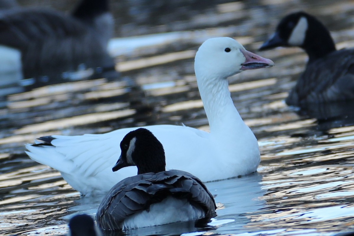 Oca delle nevi - ML646794754