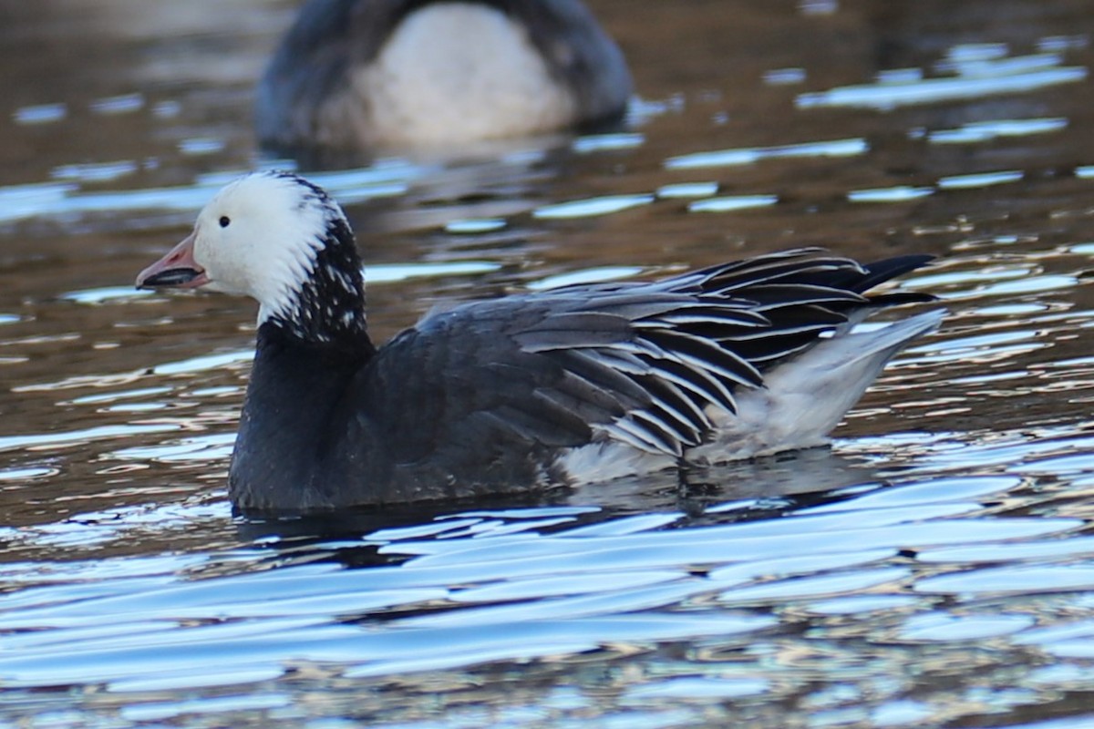 Oca delle nevi - ML646794758