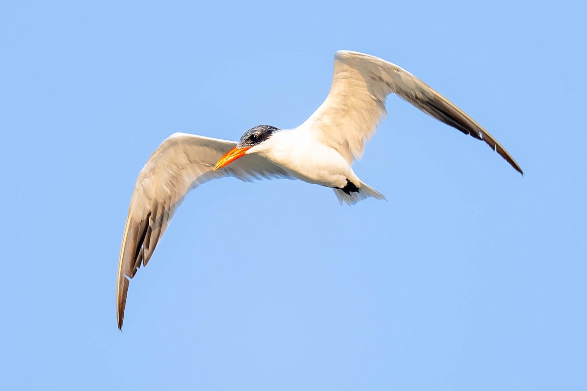 Caspian Tern - ML646794759