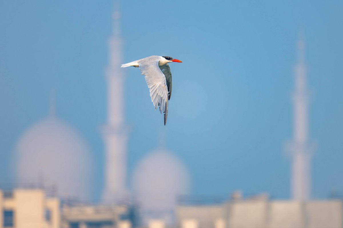 Caspian Tern - ML646794760