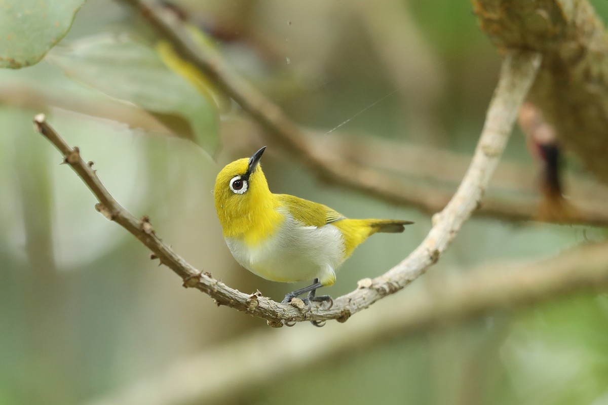 Indian White-eye - ML646794765