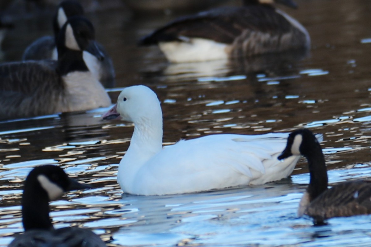 Oca delle nevi - ML646794767