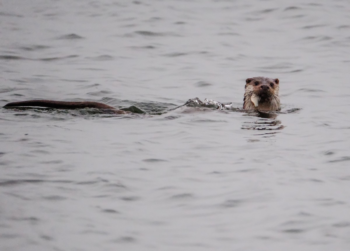 Animals - ML646794771