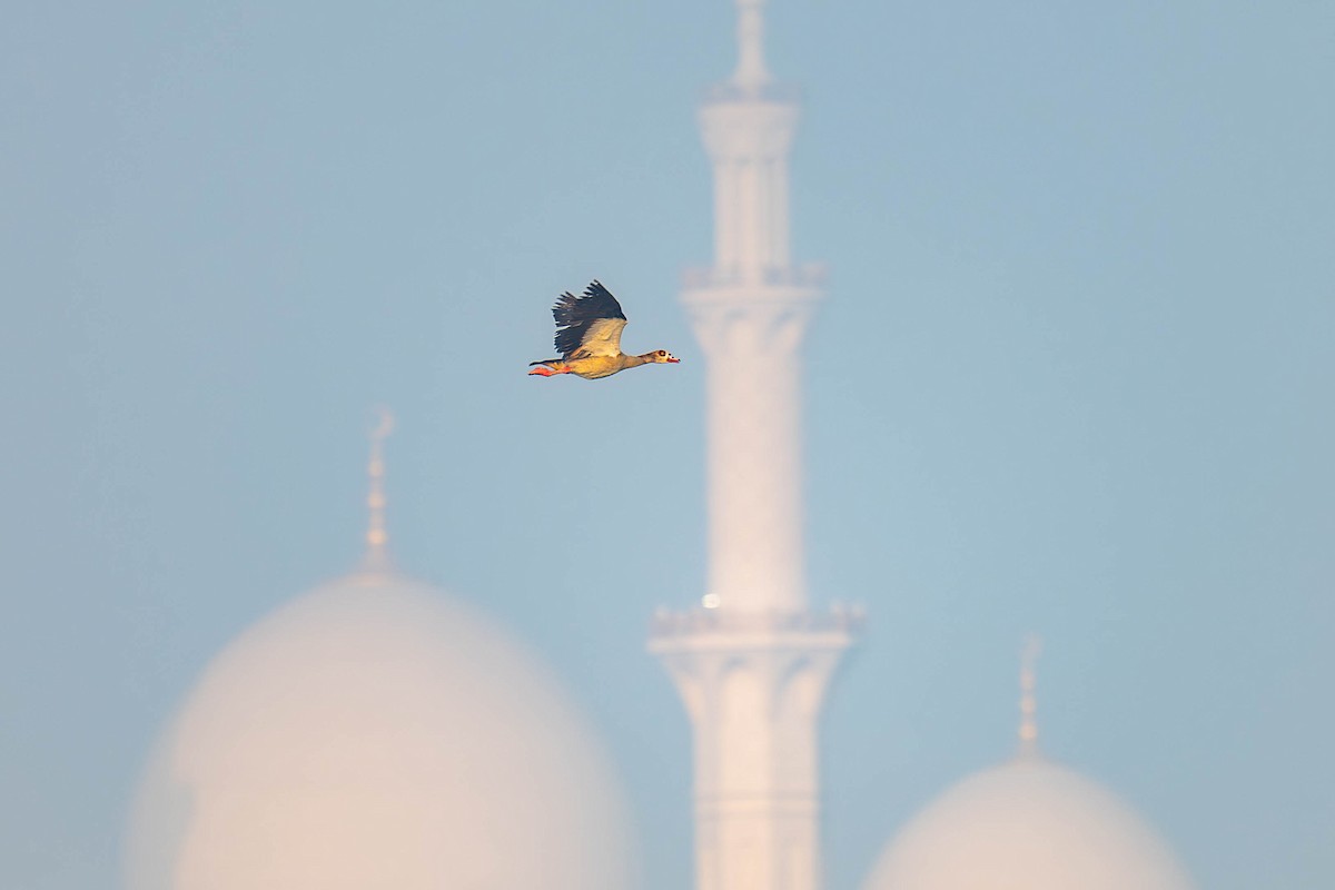 Egyptian Goose - ML646794772