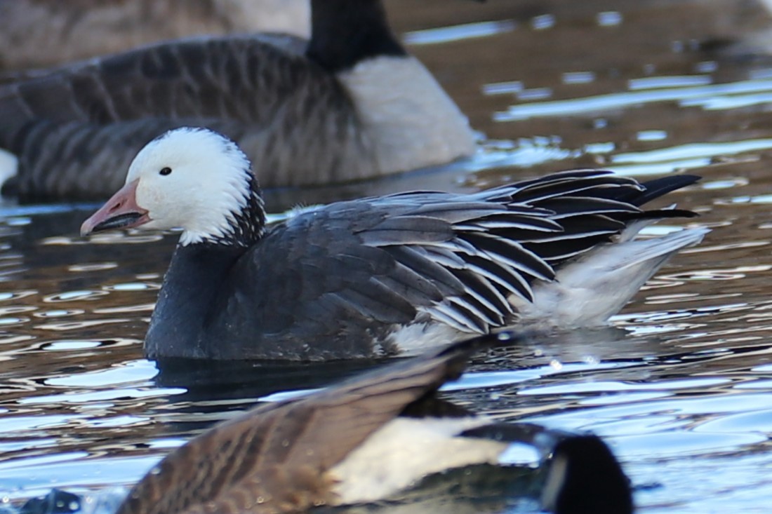 Oca delle nevi - ML646794776