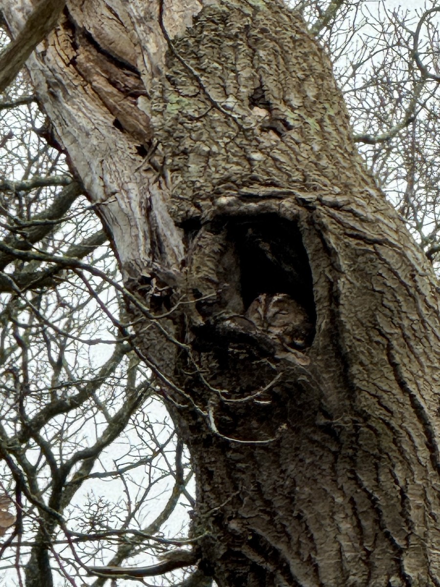 Allocco - ML646794778