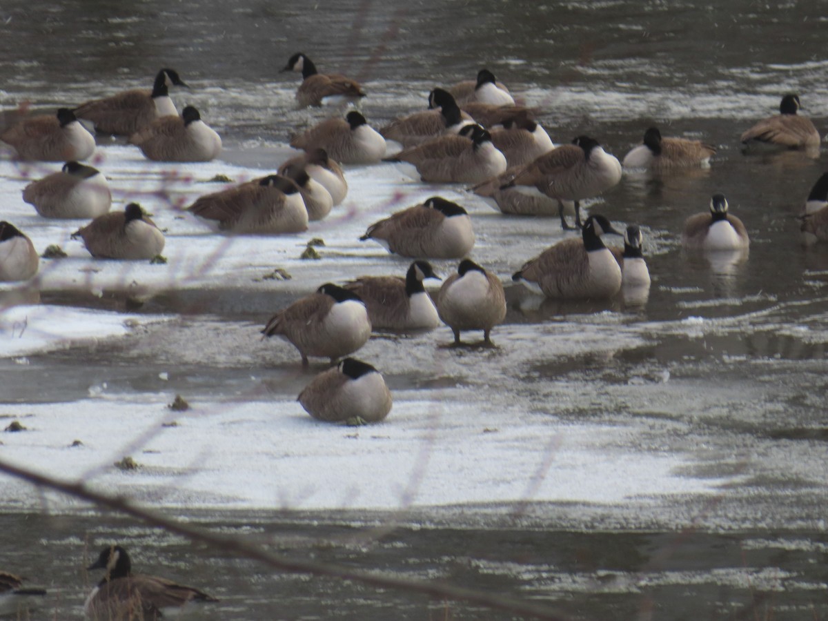 Canada Goose - ML646794782