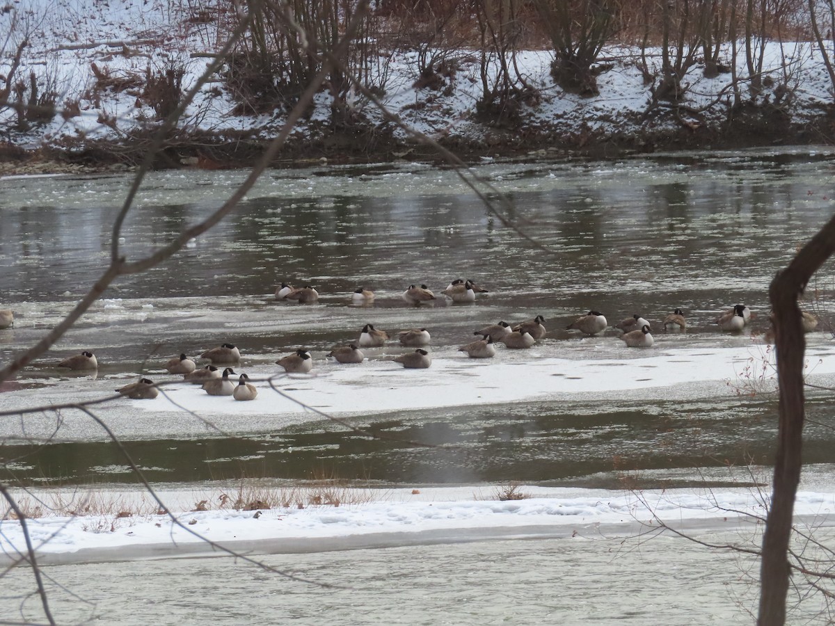 Canada Goose - ML646794783