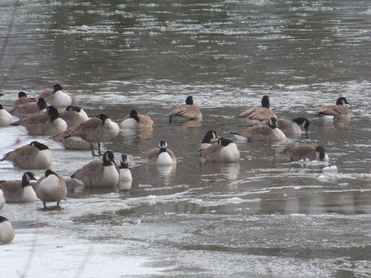 Canada Goose - ML646794784