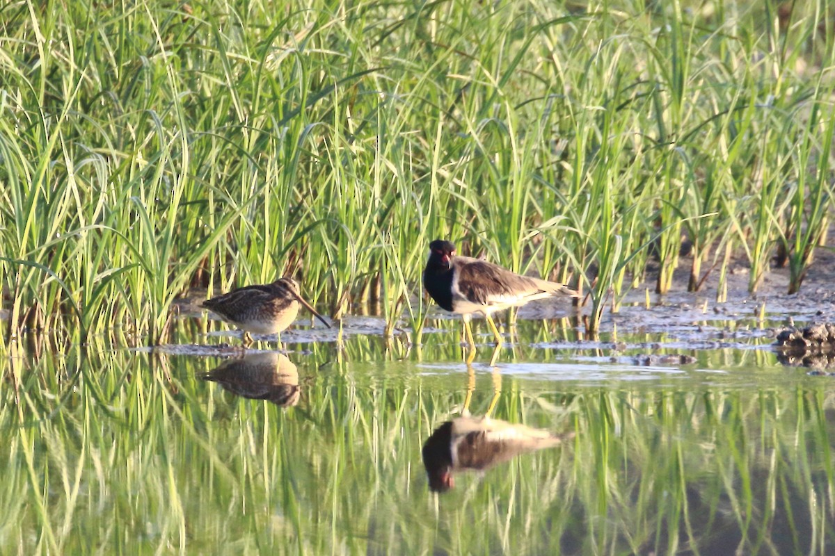 Common Snipe - ML646794787